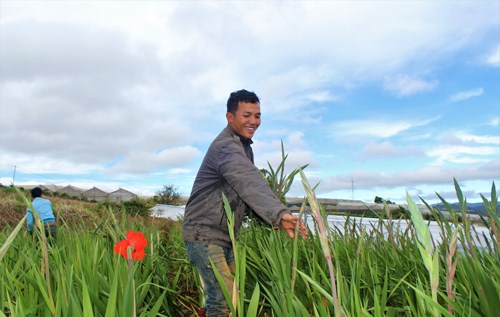 Rực rỡ hoa Tết Đà Lạt