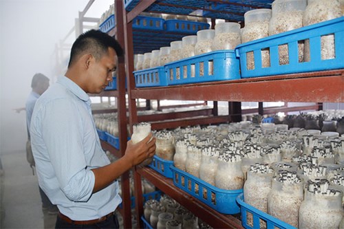 Ứng dụng công nghệ cao vào sản xuất nấm kim châm tại Công ty TNHH Xuất nhập khẩu Kinoko Thanh Cao (huyện Mỹ Đức, TP Hà Nội).