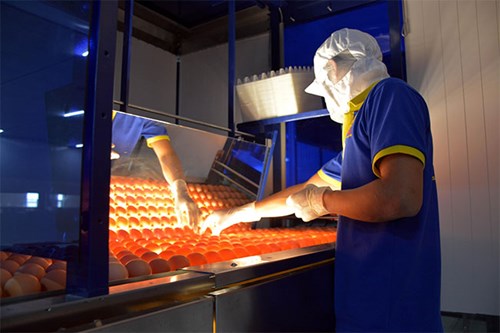Dây chuyền xử lý trứng gia cầm công nghệ cao của Công ty Cổ phần Ba Huân (huyện Phúc Thọ, TP Hà Nội).
