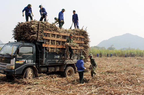 Cán bộ, chiến sĩ Kho 661 thua hoạch mía giúp nhân dân trên địa bàn đơn vị đóng quân. Ảnh: MẠNH CƯỜNG.