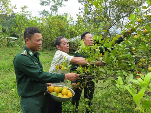 Niềm vui của người dân và bộ đội biên phòng trong mùa thu hoạch cam.