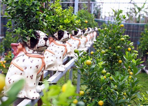 Mỗi cây quất được trồng trên lưng chó đốm có giá từ 2 đến 2,5 triệu đồng tùy thuộc hình dáng, số quả trên cây...