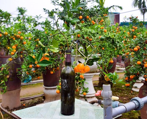 Bên cạnh đó, việc trồng quất trong chai thủy tinh như thế này cũng rất mới lạ và độc đáo.