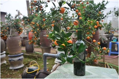 Giá của mỗi cây quất dao động trung bình trong khoảng 500.000-1.000.000 đồng/ chai.