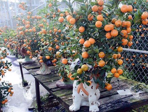 Được biết những chú chó trên có xuất xứ từ gốm Bát Tràng được đặt riêng để phục vụ Tết Mậu Tuất năm nay...