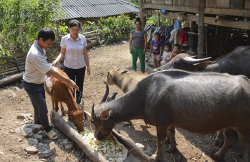 Anh Quàng Văn Cong trao đổi với cán bộ Ngân hàng CSXH huyện Mường La (Sơn La) về kỹ thuật chăm sóc gia súc.