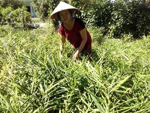 Bà Trần Thị Liên đang chăm sóc vườn gừng của gia đình