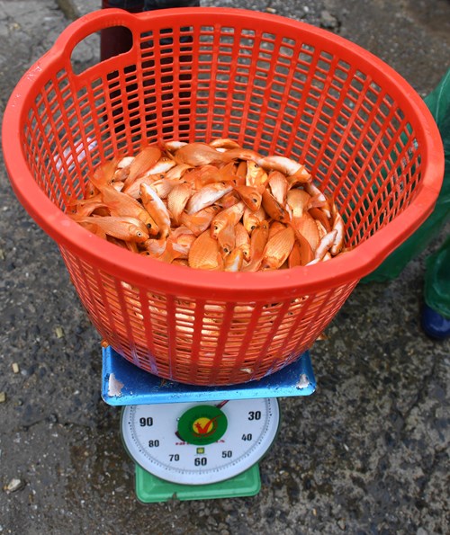Cá chép đỏ được các thương lái tới thu mua rồi phân phối về các chợ nhỏ.