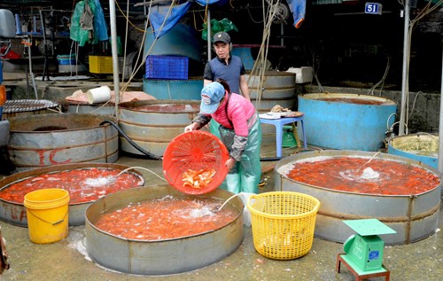Mỗi ngày có hàng chục tấn cá chép đỏ được chuyển về chợ Yên Sở.