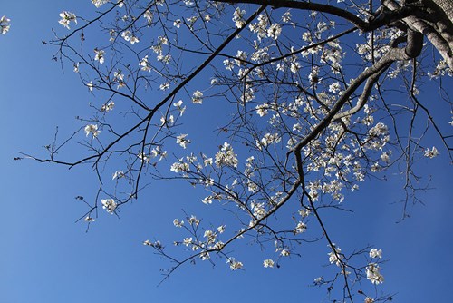 Khoảng trời hoa nắng.