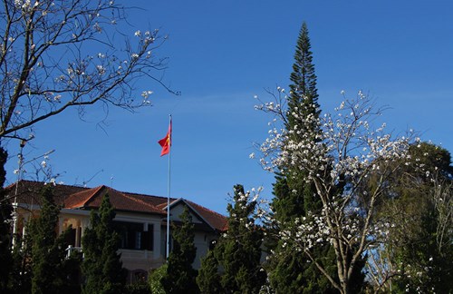 Hoa ban khoe sắc bên công sở.