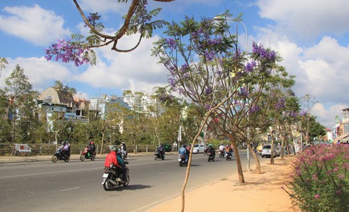 Phố hoa phượng tím.