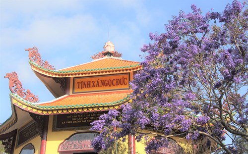 Phượng tím bên mái chùa.
