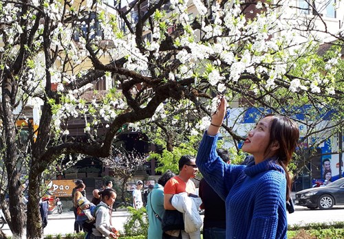 Một du khách tạo dáng bên những chùm hoa mận.