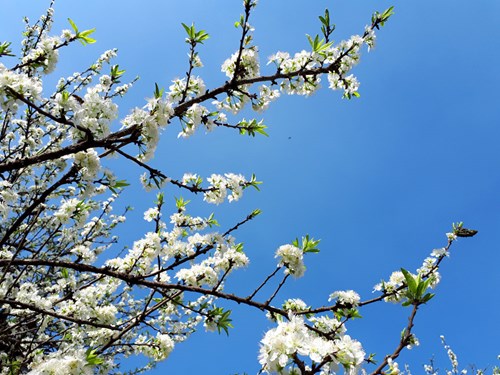 Sắc xuân tạc giữa trời xuân.