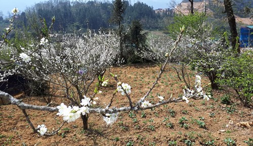 Đến Sa Pa những ngày đầu xuân, có thể dễ dàng nhận thấy màu hoa mận phủ trắng những thửa vườn.