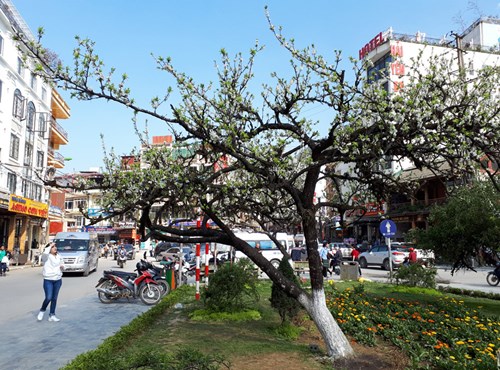 Vườn mận ở trung tâm thị trấn Sa Pa những ngày này là địa điểm dừng chân yêu thích của nhiều du khách.