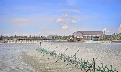 Mô hình nuôi tôm thâm canh đang phát triển rộng rãi ở tỉnh Sóc Trăng.