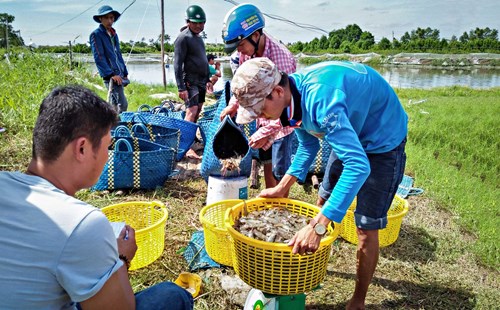 Liên tục trong hai năm 2016 và 2017, người nuôi tôm ở Đồng bằng sông Cửu Long thắng lớn nhờ áp dụng các mô hình mới. Trong ảnh: Thu hoạch tôm nuôi ở xã Tân Hưng, huyện Cái Nước, tỉnh Cà Mau).