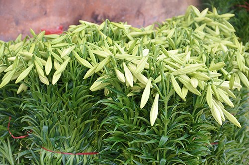 Củ giống khoẻ và được chăm sóc tốt sẽ đem lại những bông hoa loa kèn đẹp.