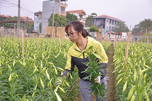 Con gái ông Tường cho biết: Hoa được cắt lúc bông hé nứt đầu cành, chừa lại phần gốc khoảng 15cm.