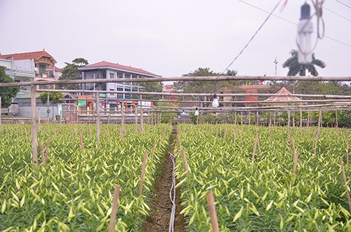 Năm nay hoa loa kèn chín sớm, bông hoa to và đều nhau.