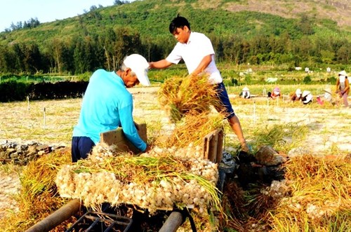 Nông dân huyện đảo Lý Sơn thu hoạch tỏi.