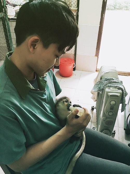 Phan Quốc Dũng đang chăm sóc cho cá thể voọc quý hiếm tại trung tâm.