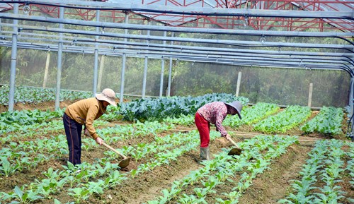 Nông dân huyện Bắc Hà, tỉnh Lào Cai vay vốn Agribank để trồng rau sạch.