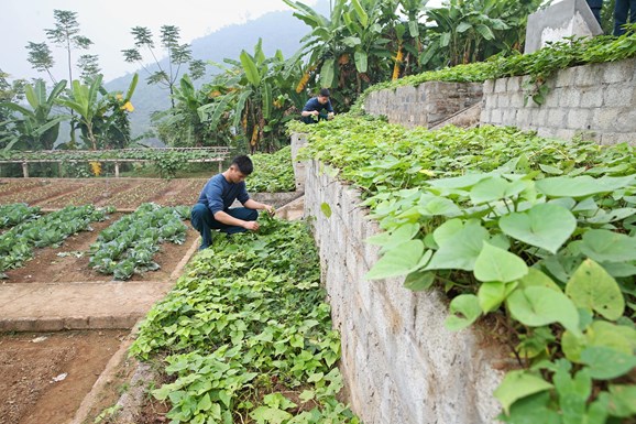 Khu tăng gia được bố trí nhiều bậc để tiết kiệm nước tưới ở Tiểu đoàn 151.