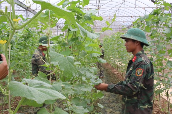 Vườn dưa kim hoàng hậu được các chiến sĩ Sư đoàn 312 chăm sóc trong nhà màng.
