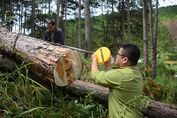 Cán bộ kiểm lâm kiểm tra hiện trường vụ phá rừng.