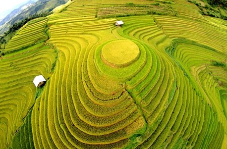 Ruộng bậc thang Mù Cang Chải vào mùa lúa chín luôn thu hút đông khách du lịch.