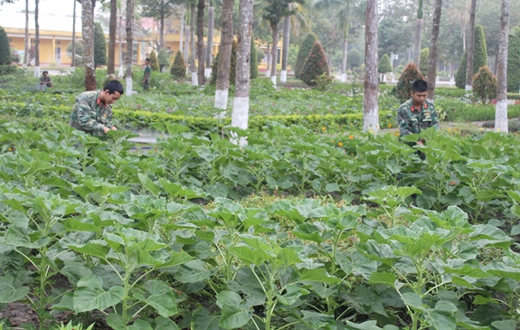 Vườn hoa hướng dương đón Tết của cán bộ, chiến sĩ Trung đoàn 4, Sư đoàn 5.