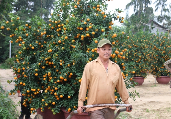 Người dân Cẩm Hà tất bật bốc dỡ quất lên xe bán cho thương lái.