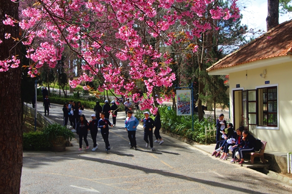 Sân trường mùa xuân.