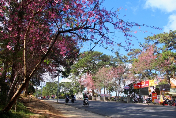 Nẻo phố mùa xuân.