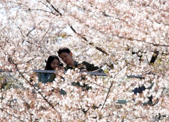 Du khách bị hút hồn giữa rừng hoa anh đào tuyệt đẹp ở thủ đô Tokyo, Nhật Bản.