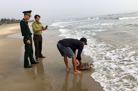 Lực lượng chức năng và ngư dân thả cá thể rùa biển về môi trường biển