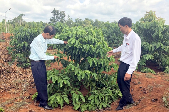 Cán bộ Agribank Đắc Lắc cùng kiểm tra vườn cà phê tại Công ty TNHH MTV Cà phê 720, huyện Ea Kar.
