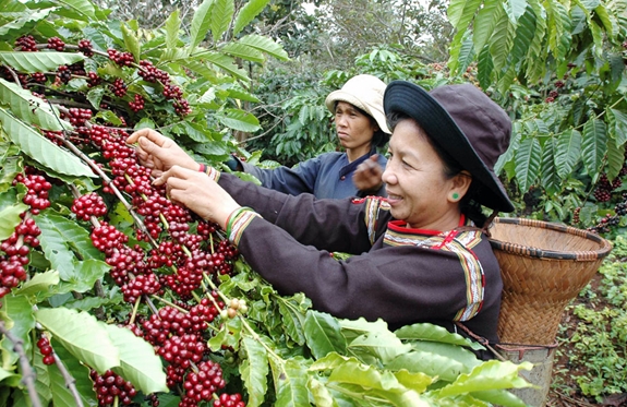 Đồng vốn tín dụng từ Agribank đã góp phần để những vườn cà phê lại sai đỏ.