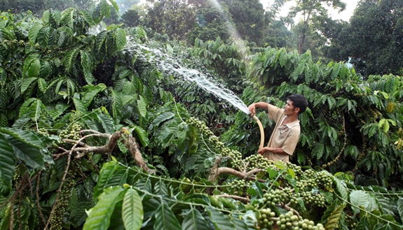 Màu xanh của cà phê trở lại.