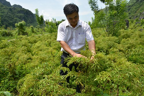 Vườn thuốc quý dưới chân núi đá vôi