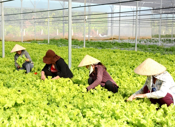 Mô hình sản xuất nông nghiệp ứng dụng công nghệ cao tại thôn Đông Lâm, xã Hòa Phú (Hòa Vang, Đà Nẵng) mang lại hiệu quả cao.