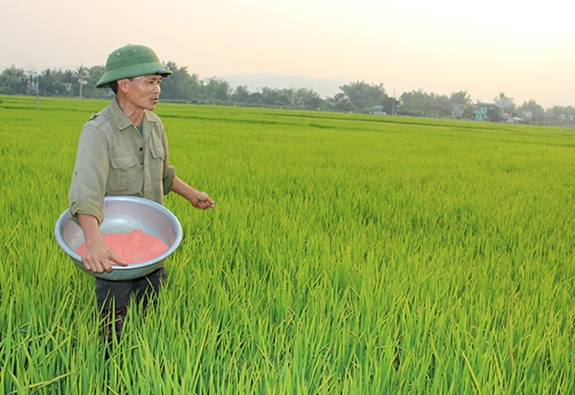 Tranh thủ thời tiết thuận lợi, nông dân xuống đồng bón phân kali cho lúa. Ảnh: baodienbienphu.info.vn.