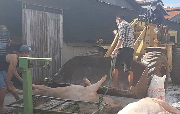 Tiêu hủy lợn dịch tại Lâm Đồng.