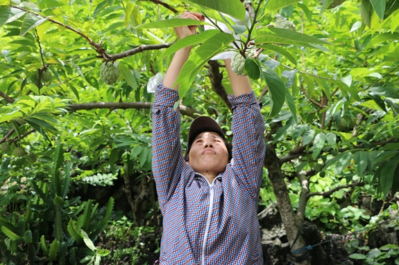 Bà Đỗ Thị Mỵ, chủ một vườn na đang chăm sóc cho cây.