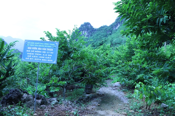 Những vườn na Chi Lăng được trồng theo tiêu chuẩn VietGap.