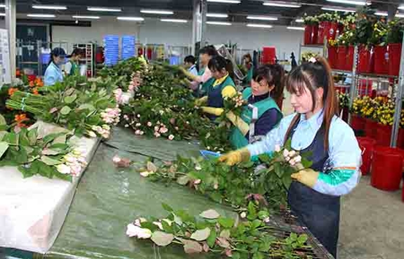 Giá hoa Đà Lạt tăng cao do nhu cầu lớn, sản lượng giảm.