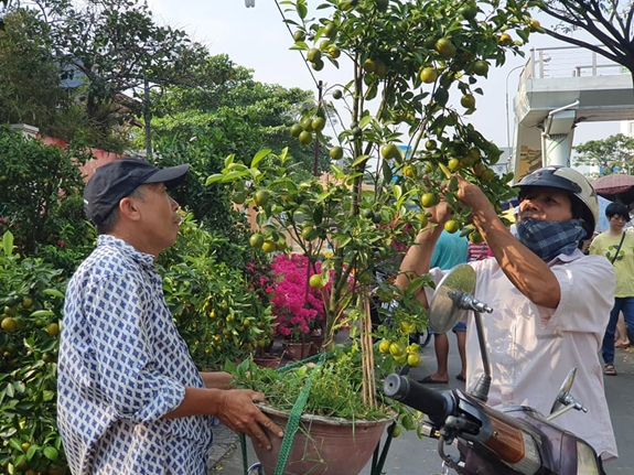 Phương tiện vận chuyển chủ yếu là xe gắn máy. Người bán chằng buộc cẩn thận, dặn dò khách biện pháp chăm sóc cây hoa quả để thưởng lãm trọn vẹn vẻ đẹp  trong ngày Tết.